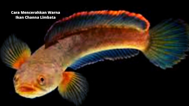 Cara Mencerahkan Warna Ikan Channa Limbata