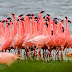 Lesser Flamingos' Matting Dance