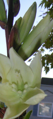 yucca blossom