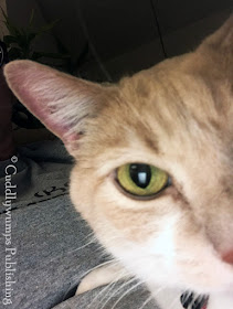 Real Cat Webster close-up selfie #cats #tabbycats