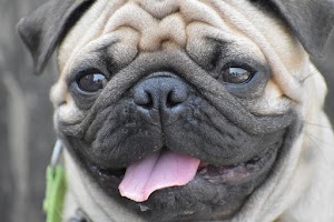 Nguồn gốc của chó Pug