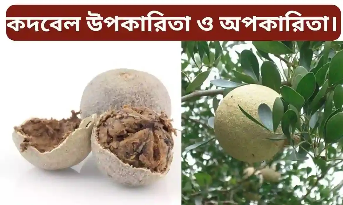 Kadbel - কদবেল খাওয়ার উপকারিতা ও অপকারিতা। কদবেলের ইংরেজি কি