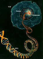 الحمض النووي أو الدي إن أي موجود في نواة كل خلية من خلايا جسدنا وينقل مورثاتنا عن آبائنا وأسلافنا