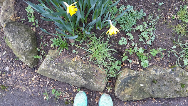 Project 366 2016 day 5 - Daffodils // 76sunflowers