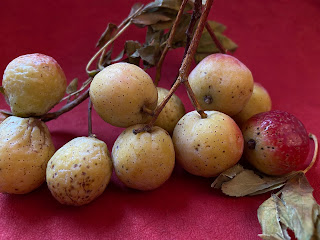 Sorbus domestica fruit and stems