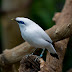 BALI BIRD PARK-THE HEAVEN OF BIRD