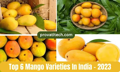 Top 6 Mango Varieties In India - 2023