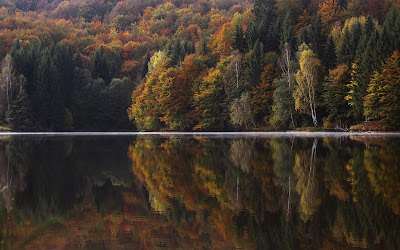 trees reflection in water widescreen hd wallpaper