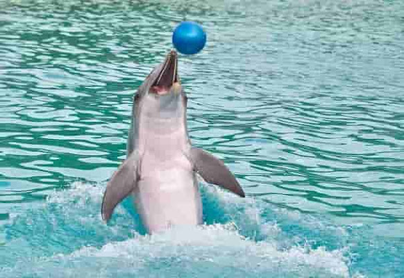 Dolphin Facts for Kids/Most Interesting Facts for Kids