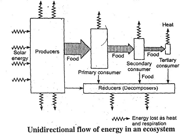 Energy Flow in an Ecosystem : definition, laws