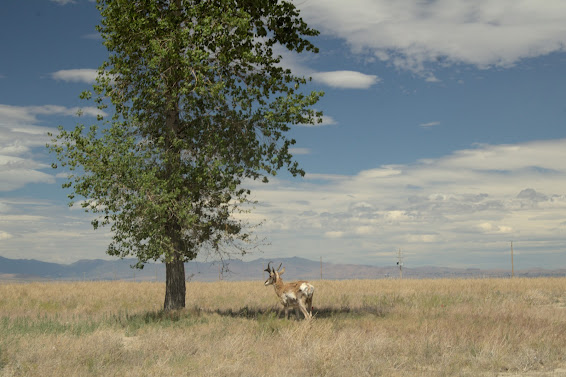 American antelope photo by James Ledbetter