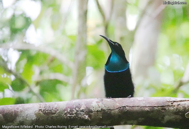 Magnificent Riflebird