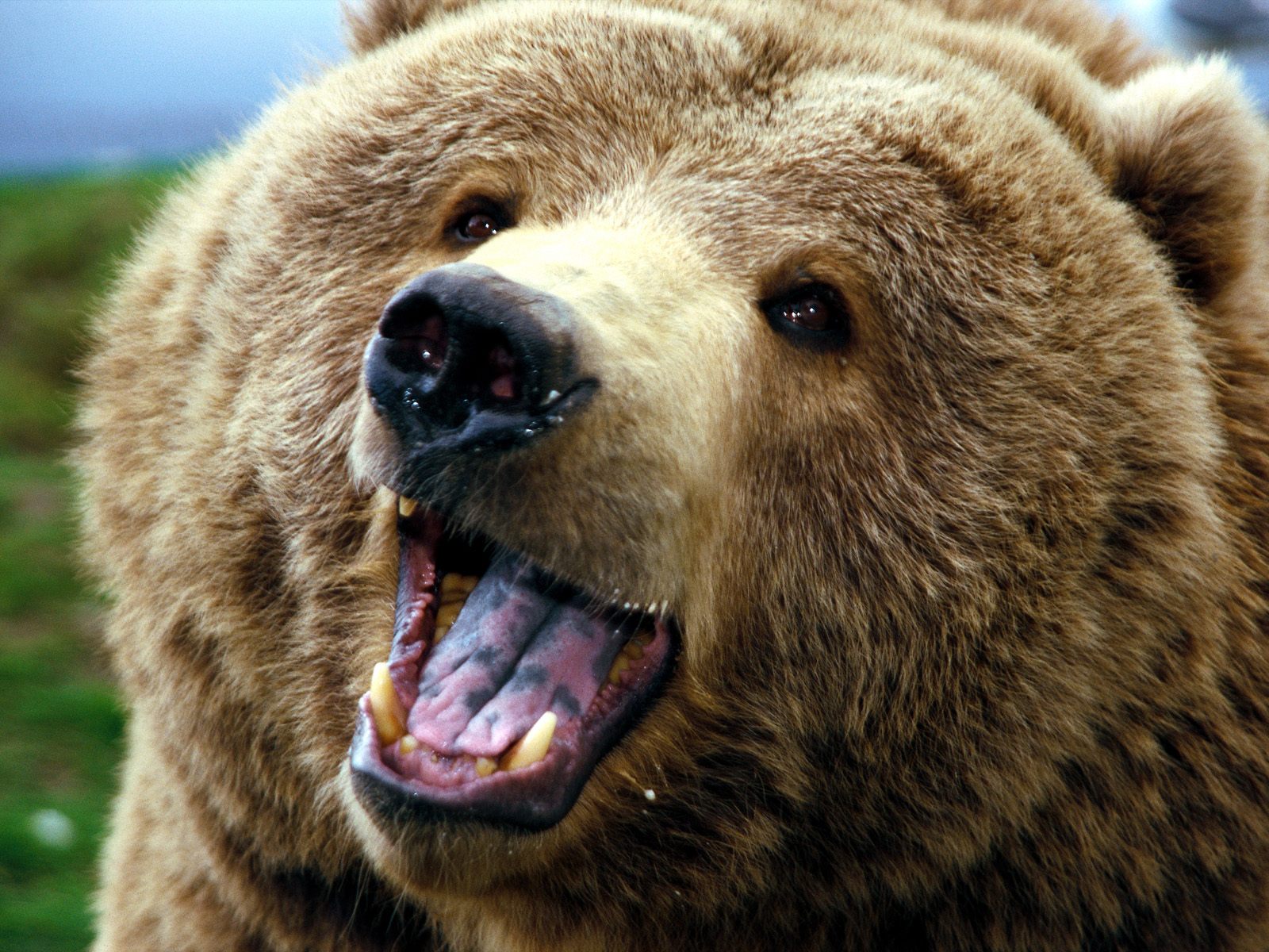 have read this article Bear with the title Bear Pictures Brown Bear ...