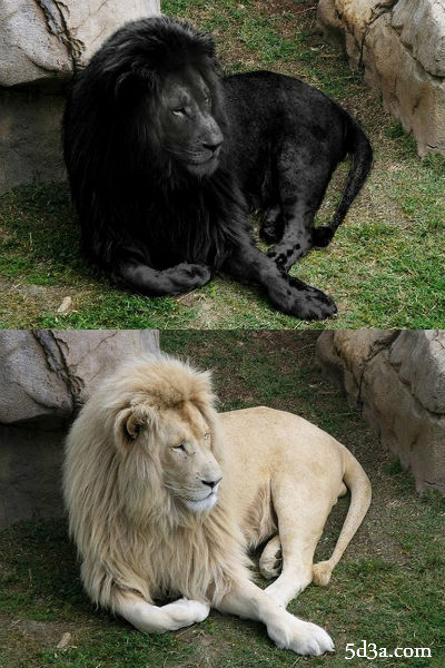 Black-Lion-optical-illusion 2