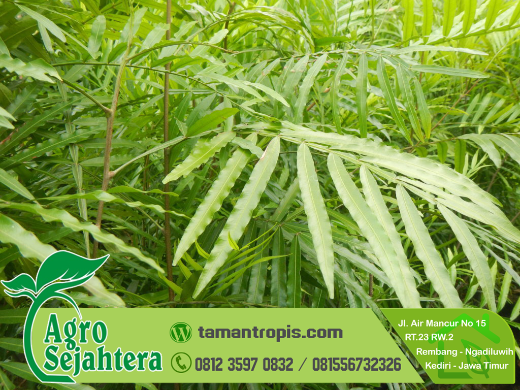Jual Kiara Payung Jual Kiara Payung