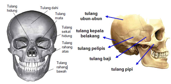 Tengkorak