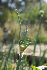 Tree Onions for sale in Australia