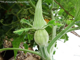 Female Pumpkin Bud