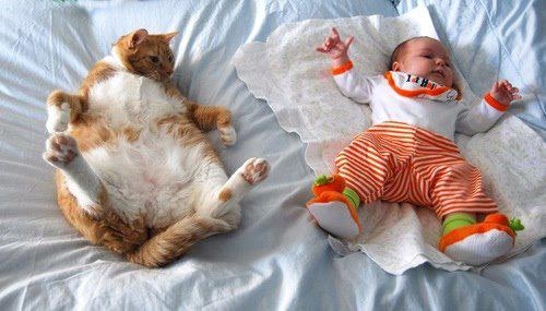 Cat and Baby How Cute