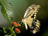 Butterfly pictures and Wallpapers