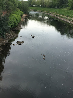 Geese in River Irwell