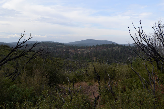 some brown trees as the hills roll off to the southwest