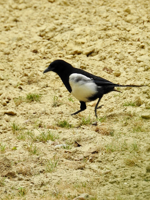 Eurasian Magpie