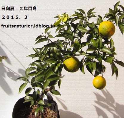 鉢植え柑橘類 中晩柑 の育て方 おいしい鉢植え果樹の栽培育て方 自宅を果樹園に 鉢植え柑橘類 中晩柑 の育て方 おいしい鉢植え果樹の栽培育て方 自宅を果樹園に