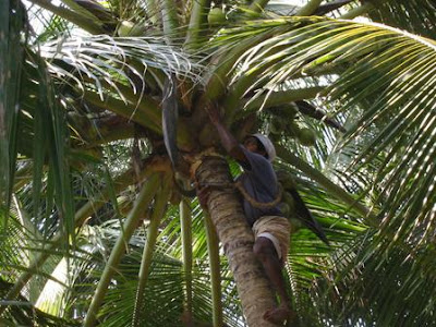 Climbing tree