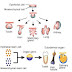 Breakthrough in science in the field of growing organs and regenerative human tissues 