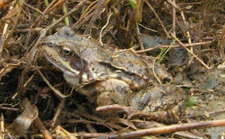 common frog