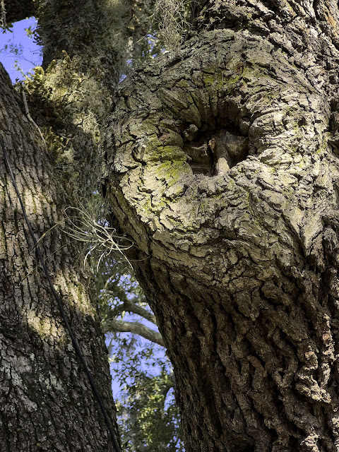 St Simons Island Tree Spirit