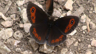 Erebia aethiops DSC120412