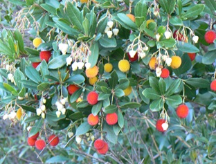 P1100046
