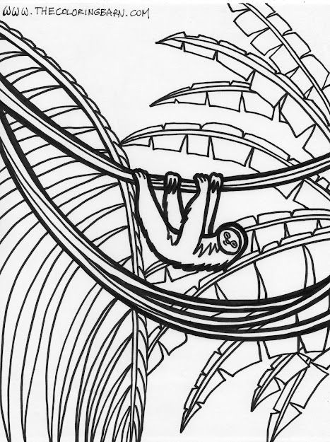 Rainforest Animal Coloring Sheets  Coloring Pages Rainforest