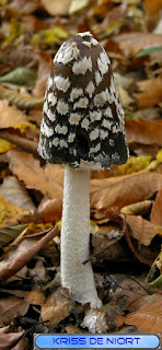 Coprinopsis picacea - Coprin pie - Coprin noir et blanc