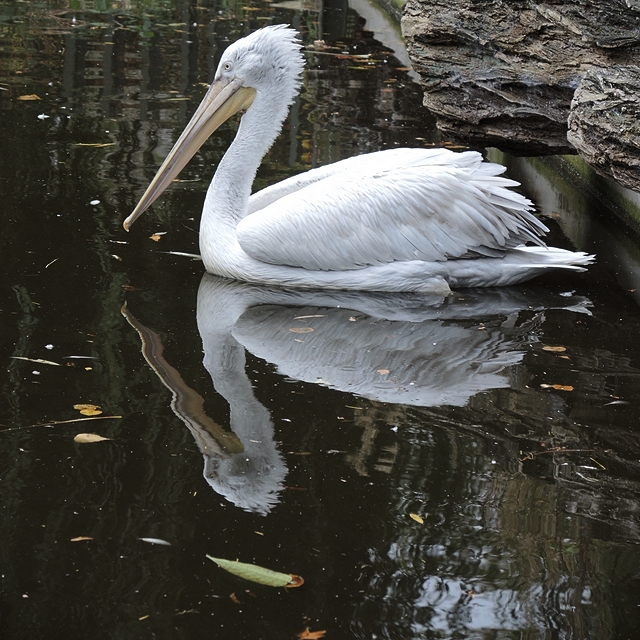 Antwerpen: de zoo: pelikanen