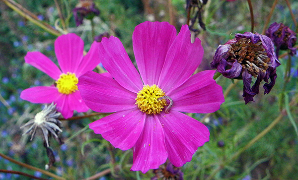 bright magenta cosmos with dried blossoms and seed heads