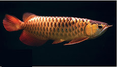 Asian Red arowana