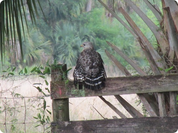 7 Red-shouldered Hawk (2)