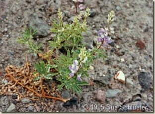 mt st helens miniature lupine