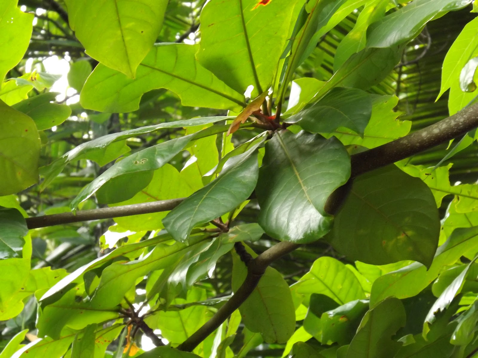 Desa Wisata Somongari Let S Clean Up The River Filled Waste With Activated Bio Carbon And Leaves Of Terminalia Catappa