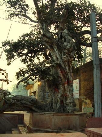 Krishna Jumped Off of this Tree to Subdue the Kaliya Serpent.