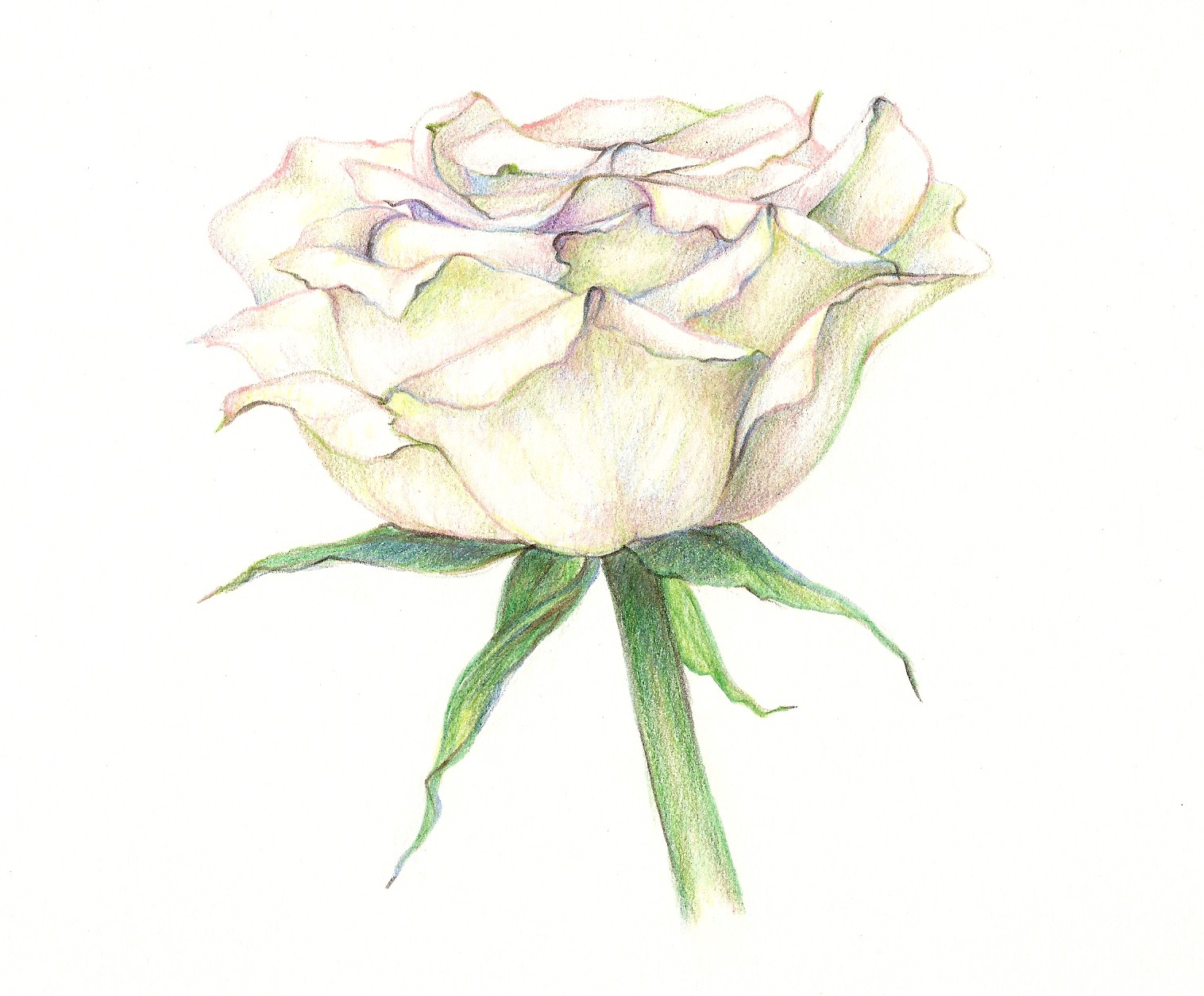 White Rose Drawing