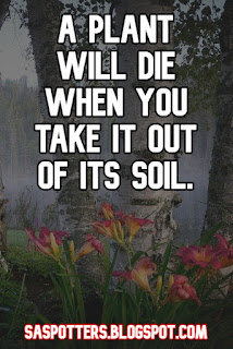 A plant will die when you take it out of its soil.