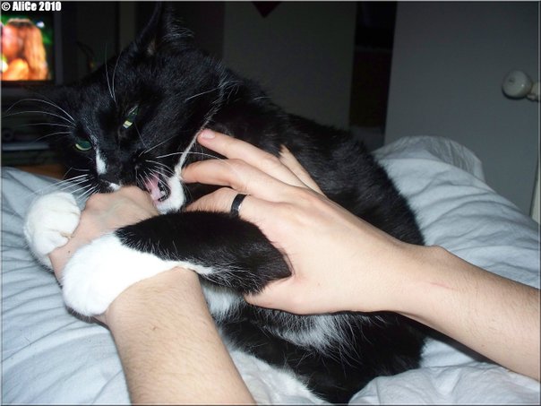 Je Dois Savoir Chat Mon Chat Me Mord Que Faire Je Dois Savoir Chat Mon Chat Me Mord Que Faire