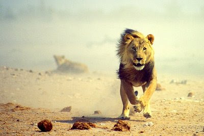 Fastest Running Animal Lion - 3