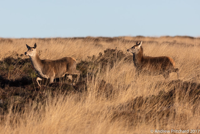 A young calf hesitantly following a doe as she begins to cross a path.