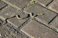 Snake Slithering - Photo by Marija Zaric on Unsplash