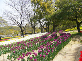 万博公園・チューリップフェスタ
